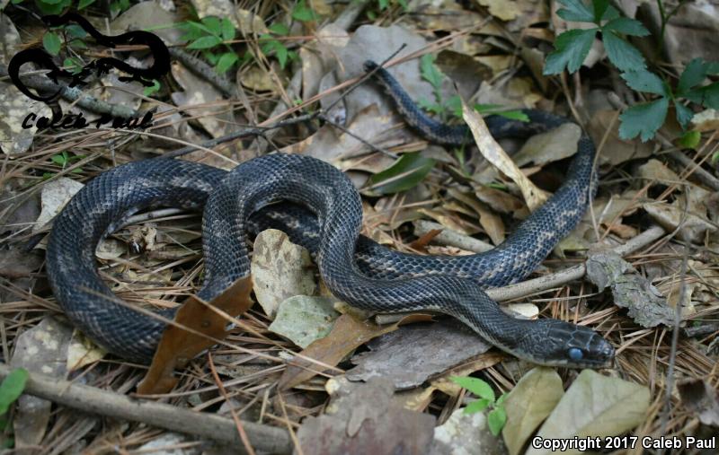 Texas Ratsnake (Pantherophis obsoletus lindheimeri)