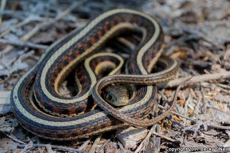 New Mexico Gartersnake (Thamnophis sirtalis dorsalis)