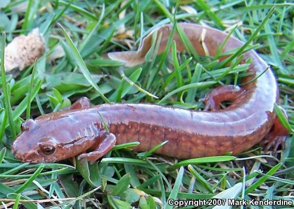 Northern Spring Salamander (Gyrinophilus porphyriticus porphyriticus)