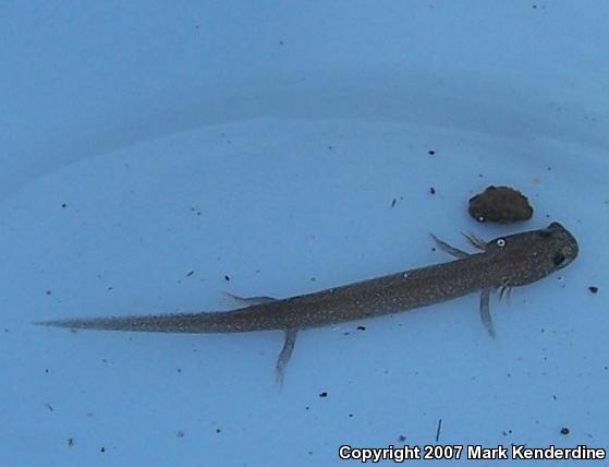 Northern Spring Salamander (Gyrinophilus porphyriticus porphyriticus)