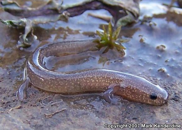 Northern Spring Salamander (Gyrinophilus porphyriticus porphyriticus)