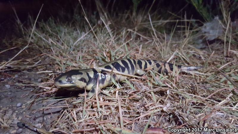 Barred Tiger Salamander (Ambystoma mavortium mavortium)