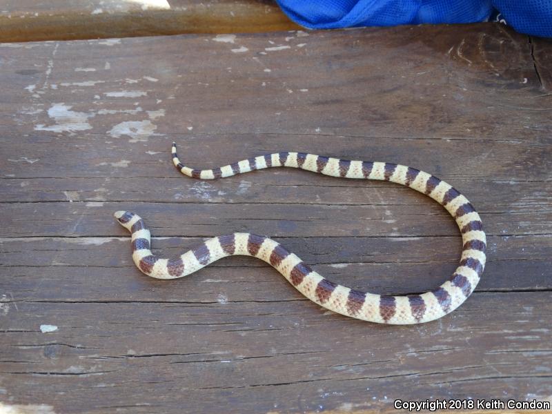 Nevada Shovel-nosed Snake (Chionactis occipitalis talpina)