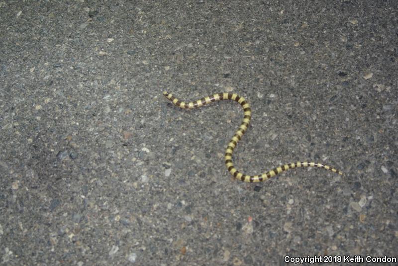 Nevada Shovel-nosed Snake (Chionactis occipitalis talpina)