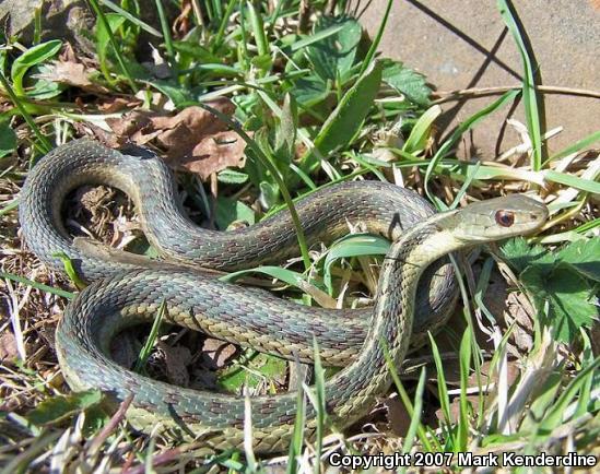 Eastern Gartersnake (Thamnophis sirtalis sirtalis)