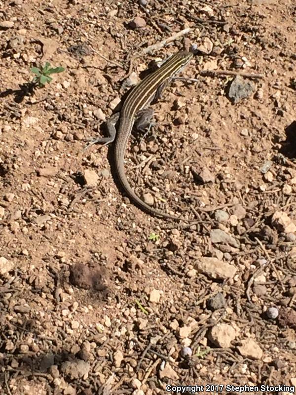 Gila Spotted Whiptail (Aspidoscelis flagellicauda)