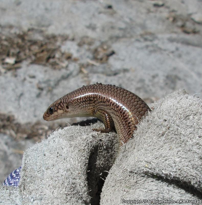 Greater Brown Skink (Plestiodon gilberti gilberti)