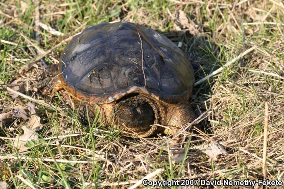 Eastern Snapping Turtle (Chelydra serpentina serpentina)