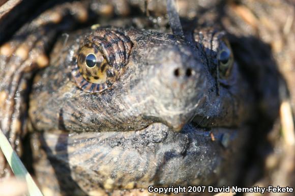 Eastern Snapping Turtle (Chelydra serpentina serpentina)