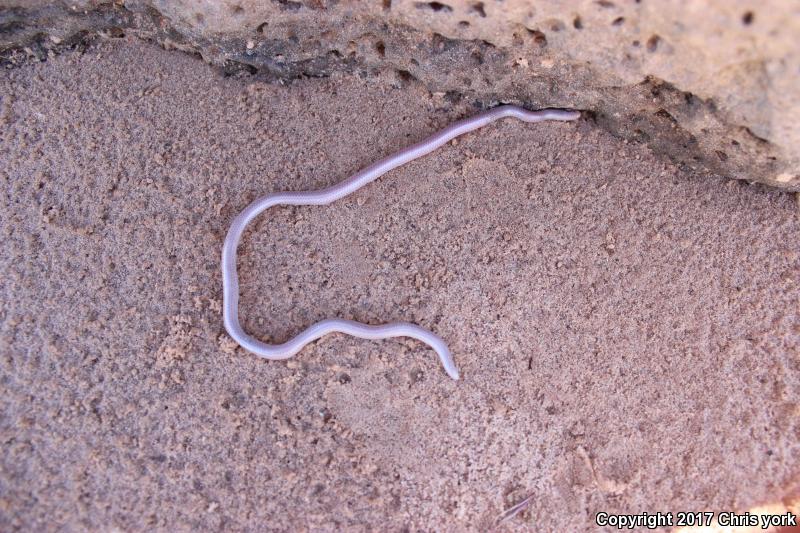 Utah Threadsnake (Leptotyphlops humilis utahensis)