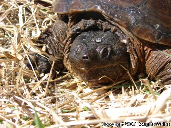 Eastern Snapping Turtle (Chelydra serpentina serpentina)