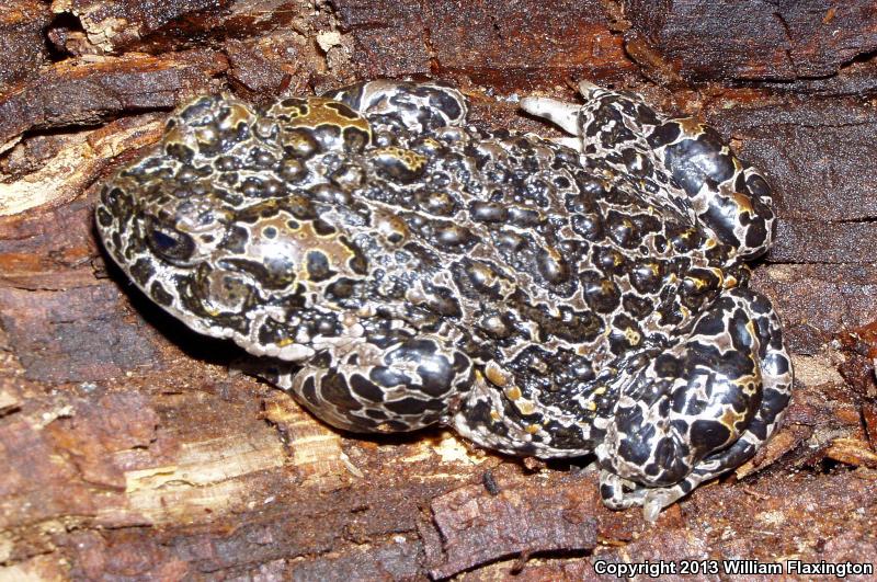 Yosemite Toad (Anaxyrus canorus)