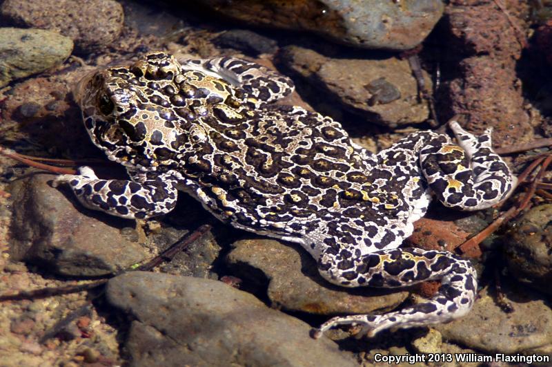 Yosemite Toad (Anaxyrus canorus)