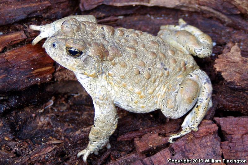 Yosemite Toad (Anaxyrus canorus)