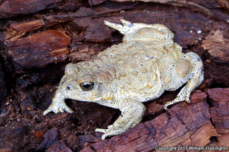 Yosemite Toad (Anaxyrus canorus)