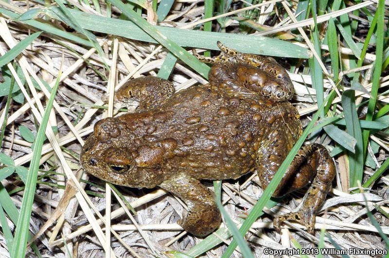 Yosemite Toad (Anaxyrus canorus)