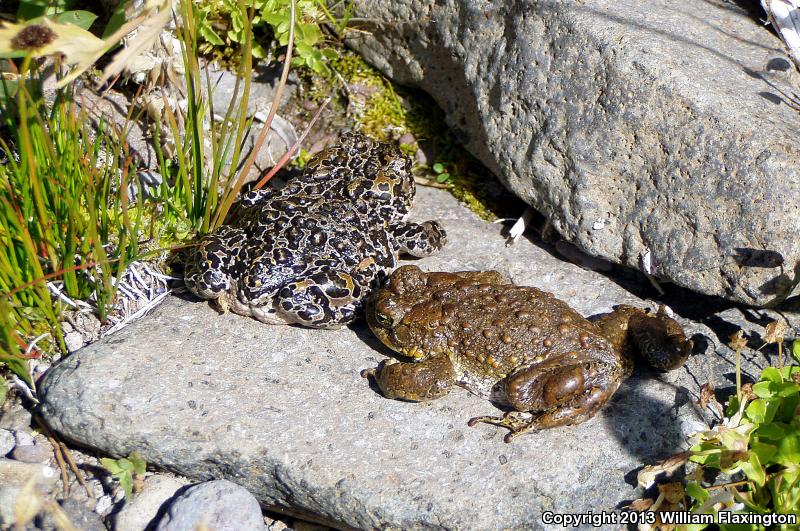 Yosemite Toad (Anaxyrus canorus)