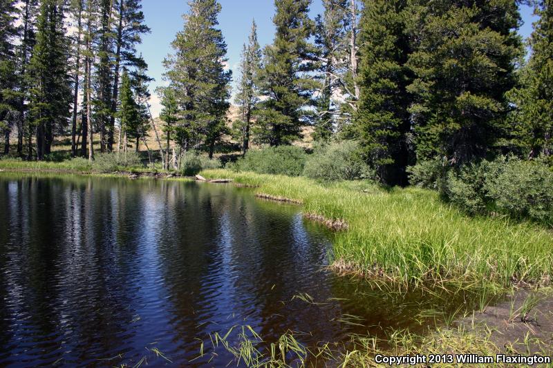 Yosemite Toad (Anaxyrus canorus)