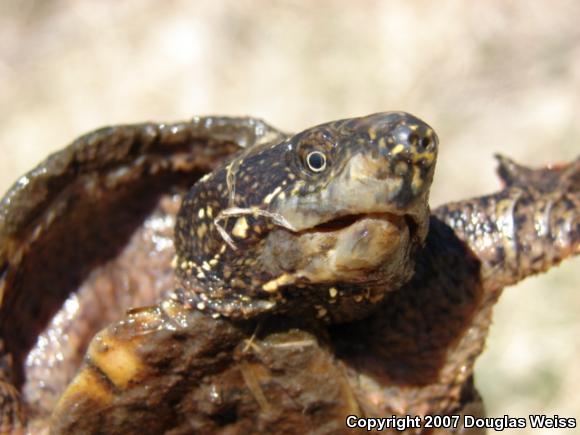 Eastern Musk Turtle (Sternotherus odoratus)