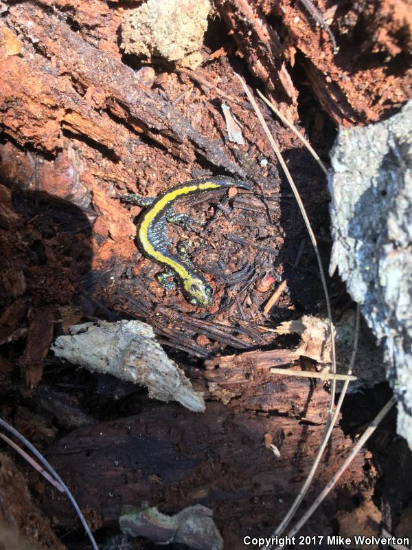 Eastern Long-toed Salamander (Ambystoma macrodactylum columbianum)