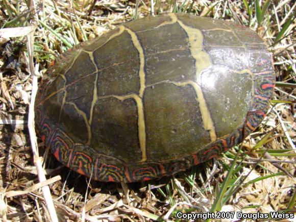 Eastern Painted Turtle (Chrysemys picta picta)