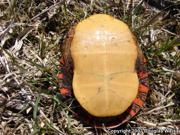 Eastern Painted Turtle (Chrysemys picta picta)