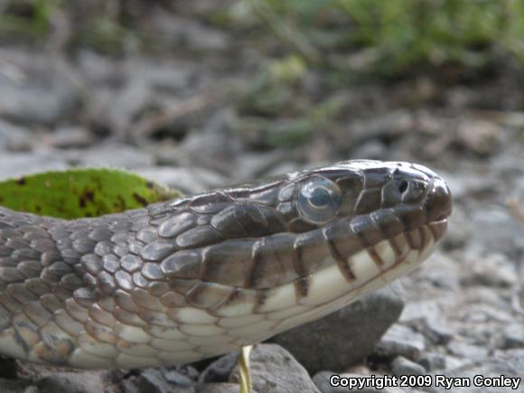 Northern Watersnake (Nerodia sipedon sipedon)