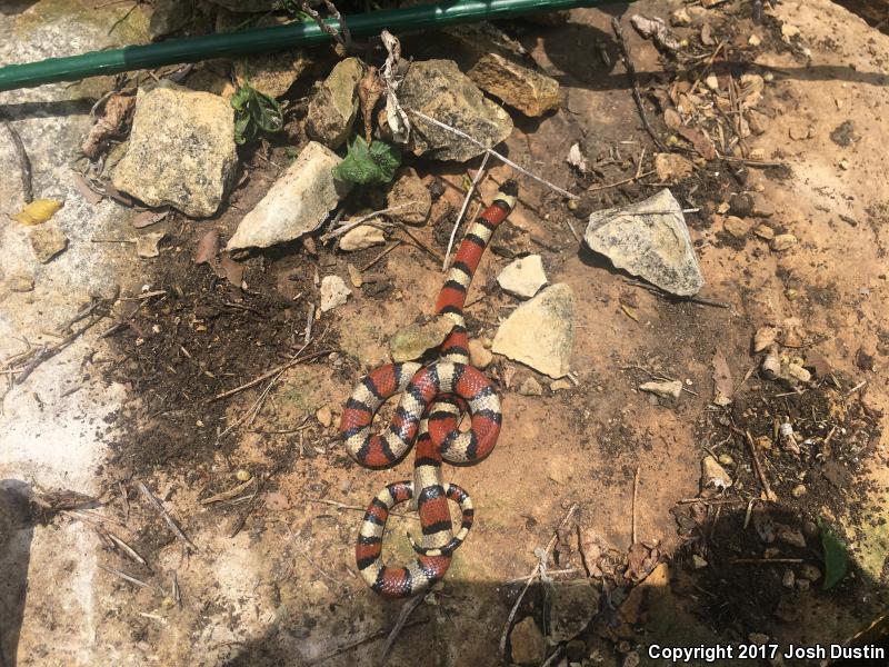 Central Plains Milksnake (Lampropeltis triangulum gentilis)