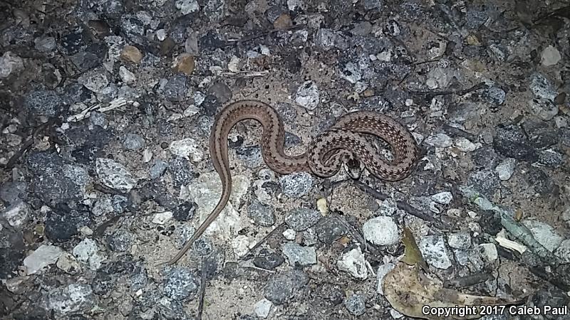 Texas Brownsnake (Storeria dekayi texana)