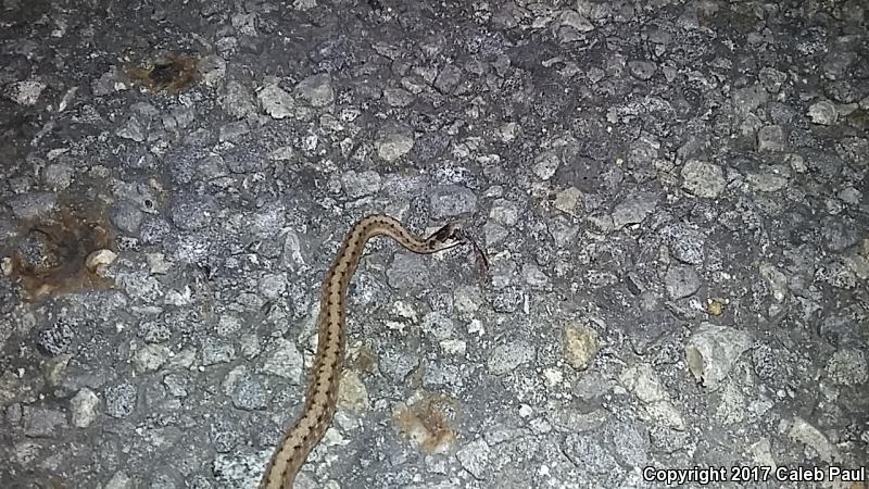 Texas Brownsnake (Storeria dekayi texana)