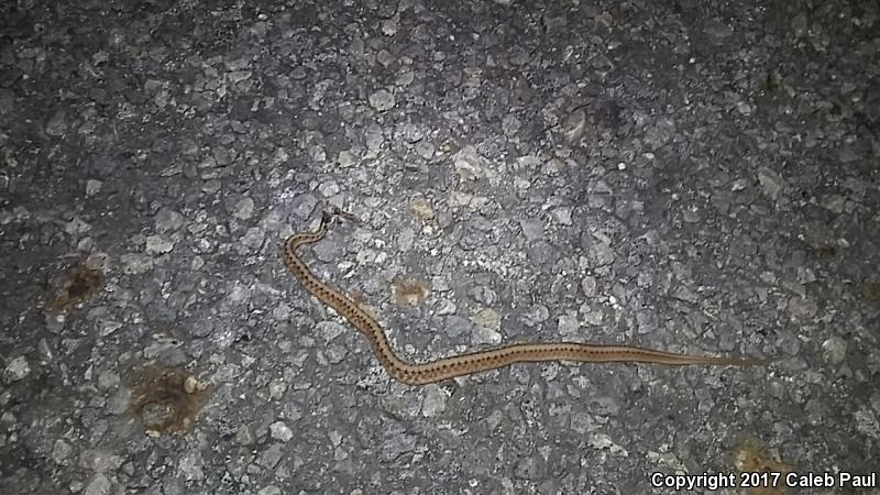 Texas Brownsnake (Storeria dekayi texana)