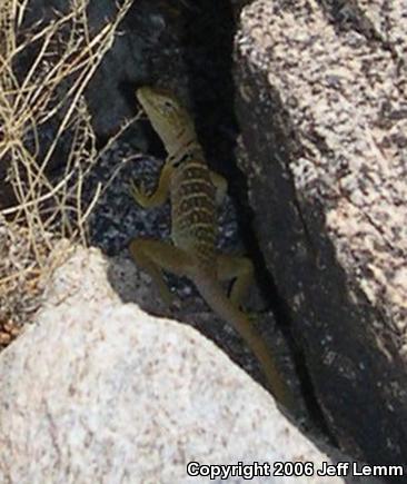 Baja California Collared Lizard (Crotaphytus vestigium)