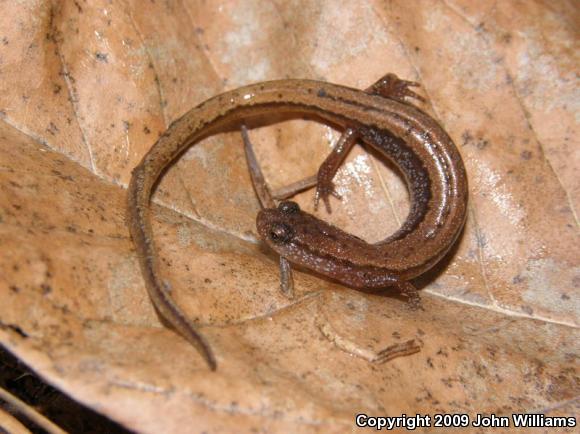 Dwarf Salamander (Eurycea quadridigitata)