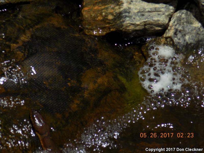 Red-bellied Watersnake (Nerodia erythrogaster erythrogaster)