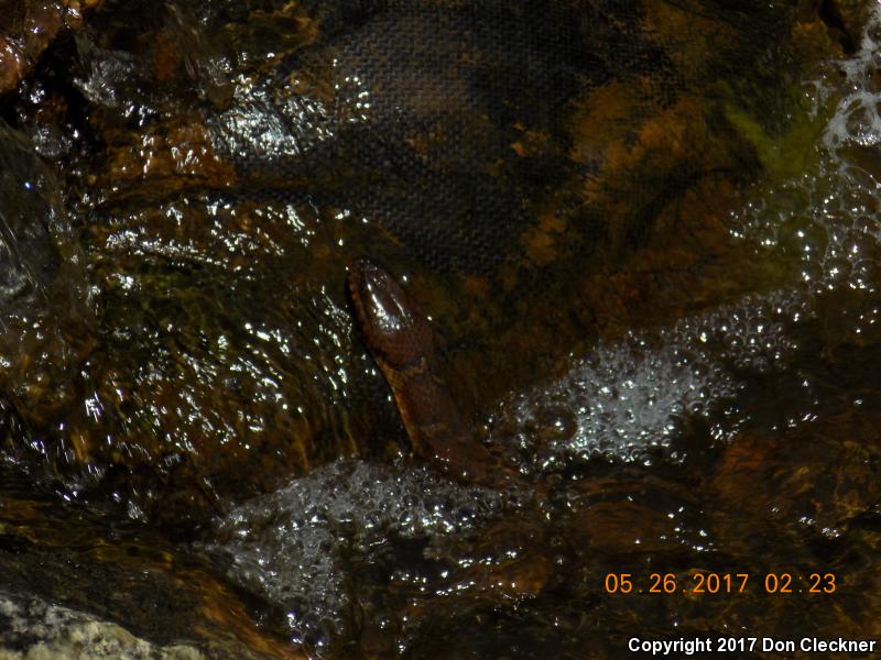 Red-bellied Watersnake (Nerodia erythrogaster erythrogaster)