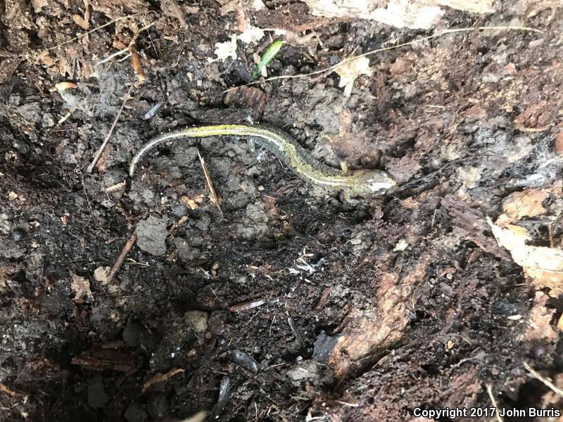 Northern Zigzag Salamander (Plethodon dorsalis)