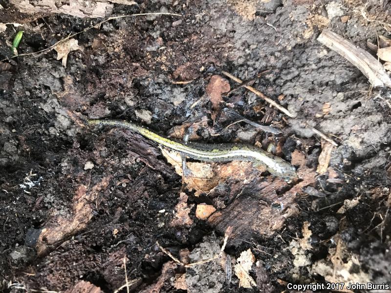 Northern Zigzag Salamander (Plethodon dorsalis)