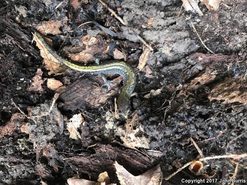 Northern Zigzag Salamander (Plethodon dorsalis)