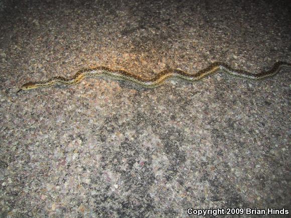 San Diego Gopher Snake (Pituophis catenifer annectens)