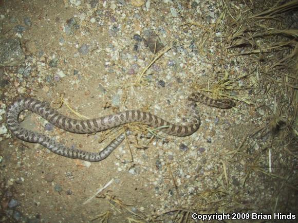 Desert Glossy Snake (Arizona elegans eburnata)