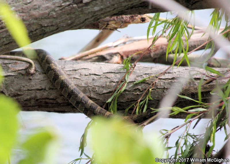 Lake Erie Watersnake (Nerodia sipedon insularum)