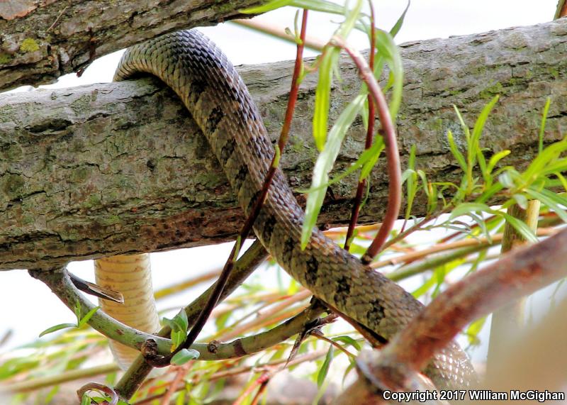 Lake Erie Watersnake (Nerodia sipedon insularum)