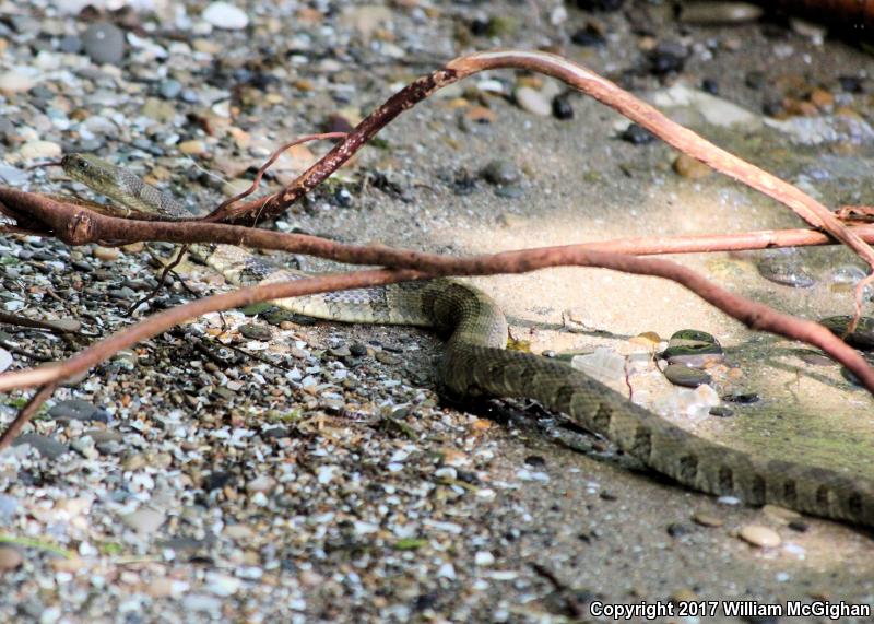 Lake Erie Watersnake (Nerodia sipedon insularum)