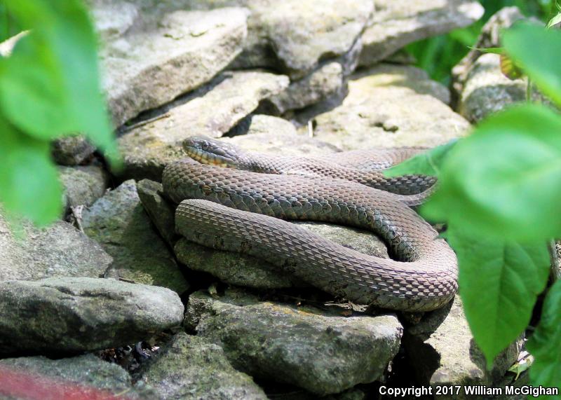 Lake Erie Watersnake (Nerodia sipedon insularum)