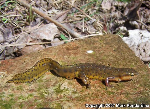 Red-Spotted Newt (Notophthalmus viridescens viridescens)