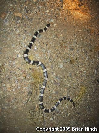 Western Long-nosed Snake (Rhinocheilus lecontei)