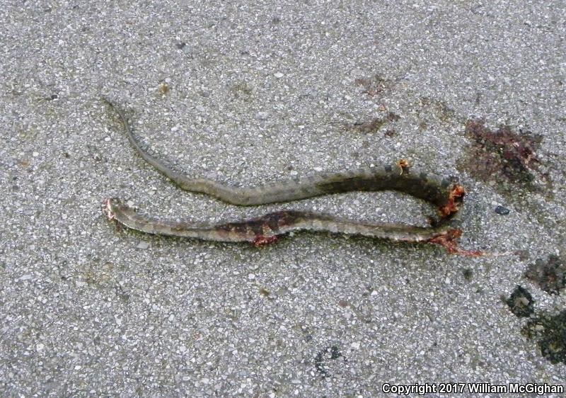 Lake Erie Watersnake (Nerodia sipedon insularum)