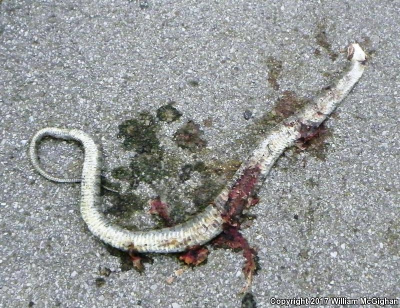 Lake Erie Watersnake (Nerodia sipedon insularum)