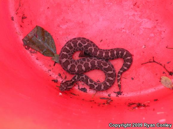 Eastern Massasauga (Sistrurus catenatus catenatus)