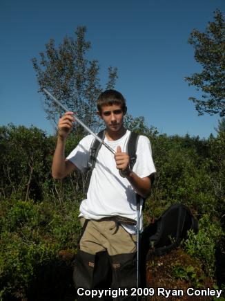 Eastern Massasauga (Sistrurus catenatus catenatus)